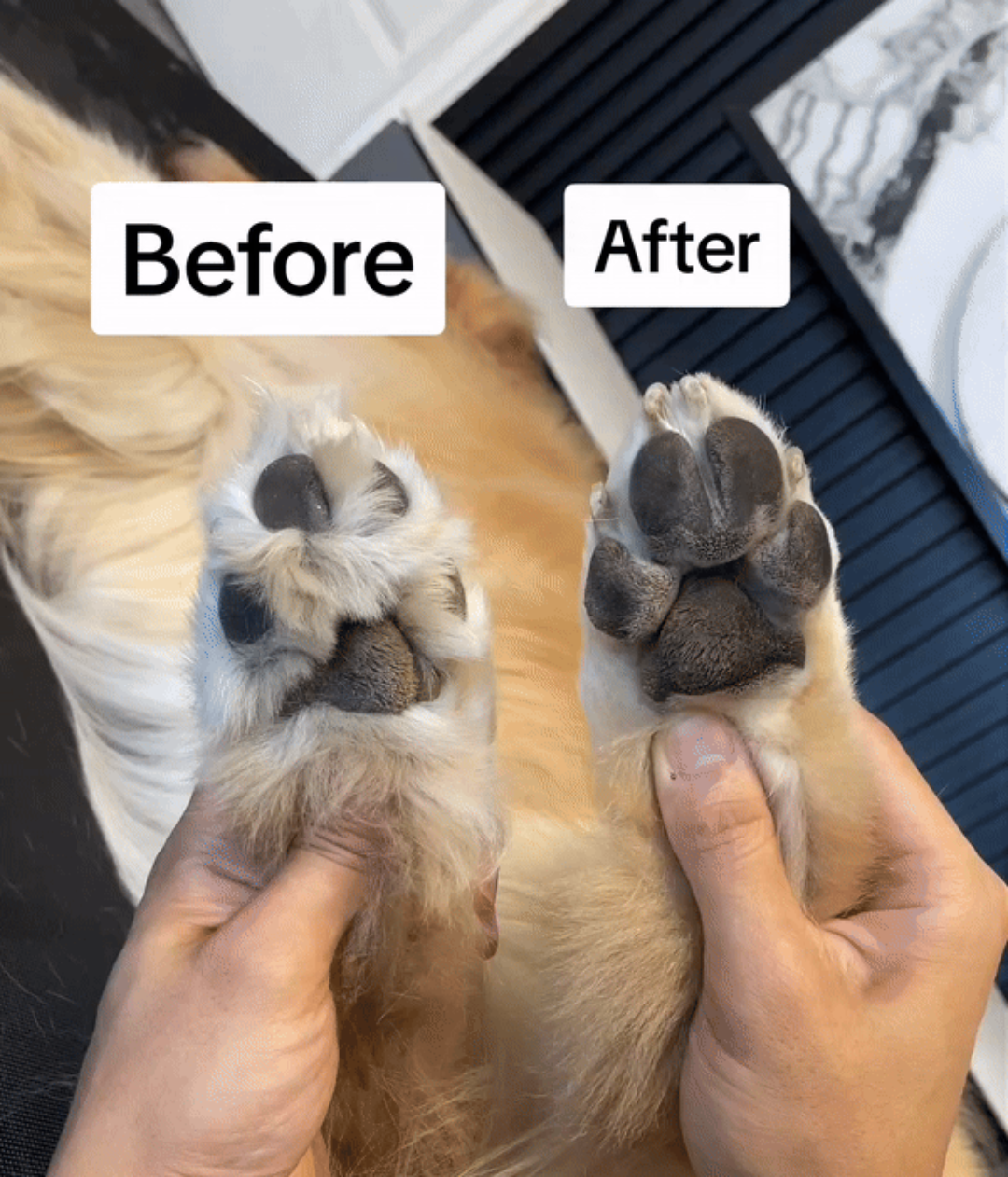 Blinksify™ Paw Trimmer